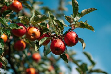 Ripe red apples hang on tree branches against blue sky