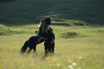 Zwei wunderschöne Noriker Hengste kämpfen spielerisch auf einer Bergwiese im Abendlicht