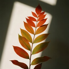 Autumn leaf branch with sunlight shadow