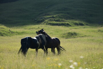 Zwei wunderschöne Noriker Hengste kämpfen spielerisch auf einer Bergwiese im Abendlicht