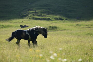Zwei wunderschöne Noriker Hengste kämpfen spielerisch auf einer Bergwiese im Abendlicht
