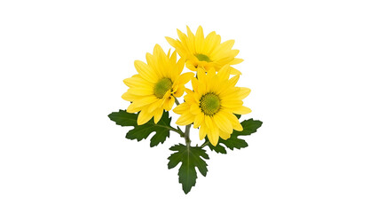 Bright Yellow Chrysanthemum Flowers Blooming with Green Leaves on Transparent Background