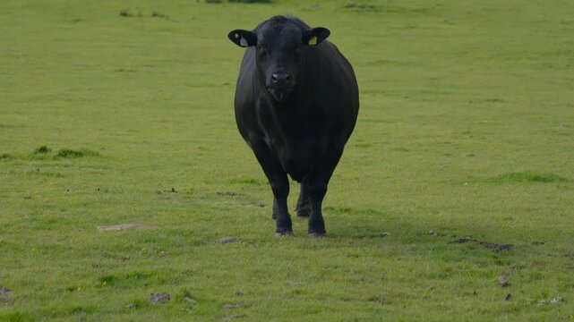A black Aberdeen Angus bull in a meadow on a sunny day in the Scottish Highlands.