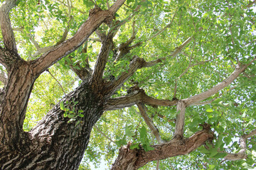 Look up at old tree of gingko biloba with lush green leaves in summer background. Bright foliage of gingko biloba with sunlight in natural forest.