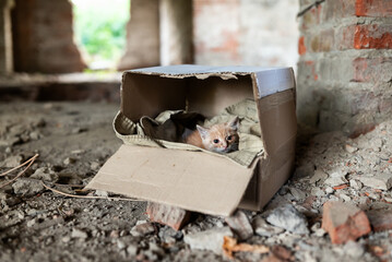 Vulnerable homeless kitten hiding in a box amidst the ruins. Little red kitten inside a cardboard box standing among the rubble of bricks in a dilapidated building, abandonment and search for shelter