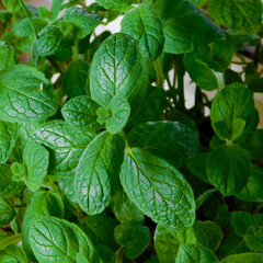 Die gr&uuml;nen Bl&auml;tter der Apfelminze