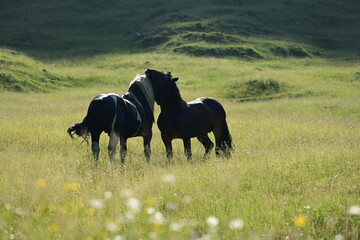 Zwei wunderschöne Noriker Hengste kämpfen spielerisch auf einer Bergwiese im Abendlicht