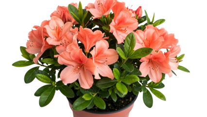 Pink Azalea Flowering Plant in Black Pot with Green Leaves in Studio