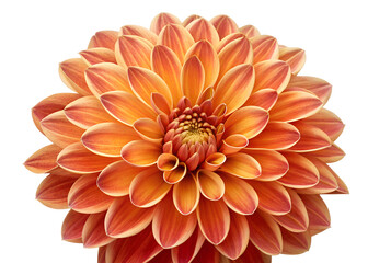 Fototapeta premium Vibrant Orange Dahlia Flower Spherical Bloom with Layered Petals Close-Up Illustration