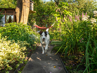 Fototapeta premium Dog activity in countryside. Puppy pet play outdoor. Happy dog playing pet running. Playful happy pet dog playing. Puppy training concept. Dog adoption. Canine training