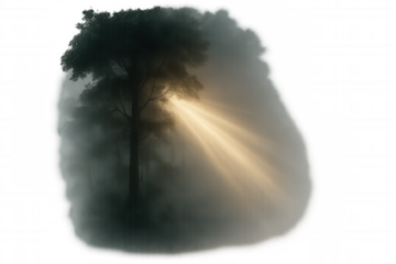 Forest fog with sun rays piercing through tree branches, creating a serene and ethereal nature scene on transparent background