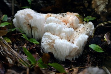 秋のキノコ、ヤマブシタケ