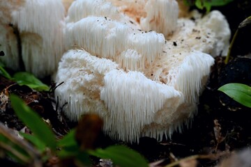 秋のキノコ、ヤマブシタケ