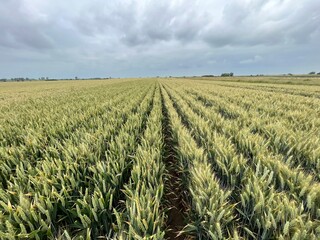 Comparing the Wheats
