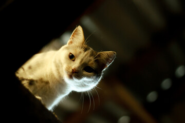 Curious cat peeking out from a dark attic