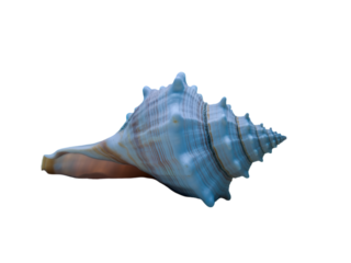 Beautiful spiral seashell with unique texture and natural color variations isolated on a pure black background