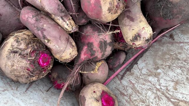 Clean organic beetroot ready for sale at market