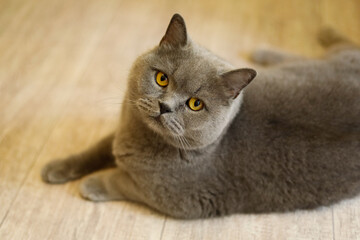 British Shorthair lying on a bed near the window
