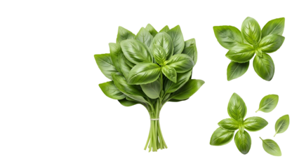Fresh Green Basil Herb Bunch with Leaves Isolated on Transparent Background