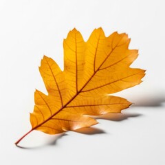 Fototapeta premium Isolated Yellow Autumn Oak Leaf with Detailed Veins on White Background