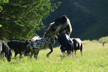 In einer Hengstherde kämpfen zwei Noriker spielerisch um die Rangordnung