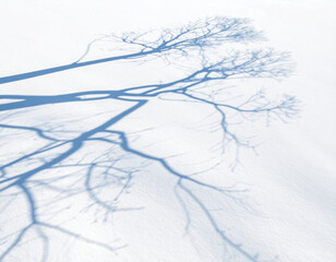 Shadow of bare winter tree branches cast on white snow