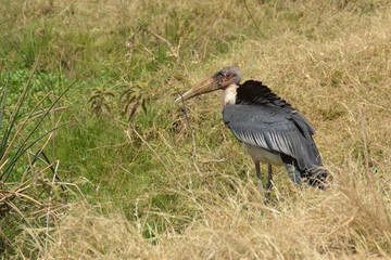 Africa, Tanzania, Ngorongoro, marabou stork