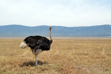 Africa, Tanzania, Ngorongoro, ostrich standing alone