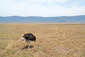Africa, Tanzania, Ngorongoro, ostrich