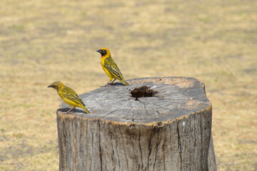 Africa, Tanzania, Ngorongoro, speke's weavers
