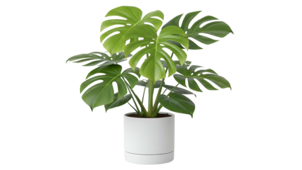 Monstera Plant in White Pot on Transparent Background