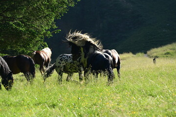 In einer Hengstherde kämpfen zwei Noriker spielerisch um die Rangordnung