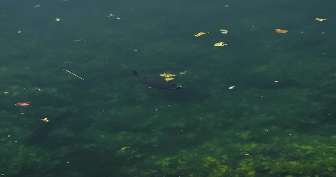 A single dark fish swims below the water surface in a pond with floating leaves and visible underwater plants.