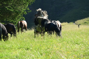 In einer Hengstherde kämpfen zwei Noriker spielerisch um die Rangordnung