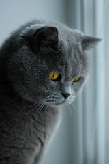 British Shorthair cat sitting by the window