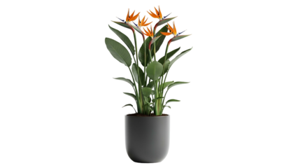 Bright Orange Bird of Paradise Flowering Plant in Modern White Pot on Transparent Background
