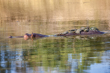 South Africa, Kruger National Park, Serrated Hinged Terrapin (Pelusios sinuatus) on Hippo