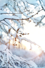 Beautiful gentle winter landscape with snowy tree branches close up. winter forest nature background. frosty cold weather. fallen snow. christmas, new year holidays. 