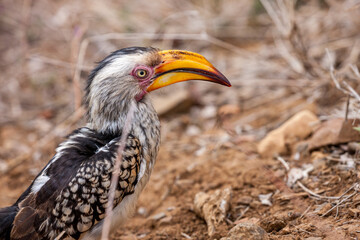 South Africa, Kruger National Park, Southern Yellow-billed Hornbill (Tockus leucomelas)