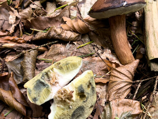 Naklejka premium Close up of a cutted wormy Boletus mushroom, forest ground background 