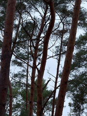 Woodpecker on tall pine trees in autumn forest, bird in natural habitat, vertical outdoor photograph