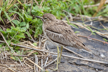 South Africa, Kruger National Park, Water Thick-knee (Burhinus vermiculatus)