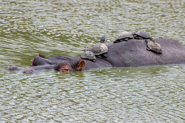 Fototapeta premium South Africa, Kruger National Park, Serrated Hinged Terrapin (Pelusios sinuatus) on Hippo
