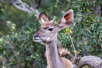 South Africa, Kruger National Park, Greater Kudu (Tragelaphus strepsiceros), juvenile