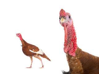 two turkey isolated on a white background