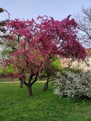 Fototapeta premium blooming apple tree