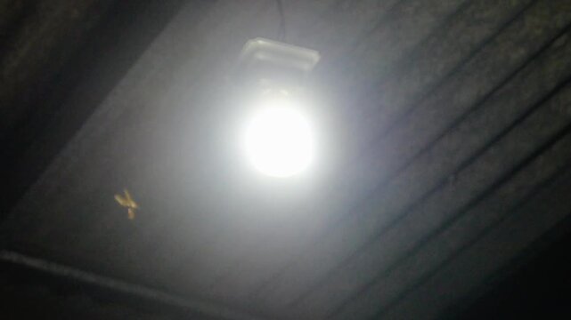 termites that swarm around the light of a lamp at night