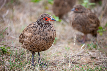 South Africa, Kruger National Park, Swainson's Francolin (Pternistis swainsonii)