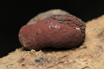 natural tree mushroom macro photo	