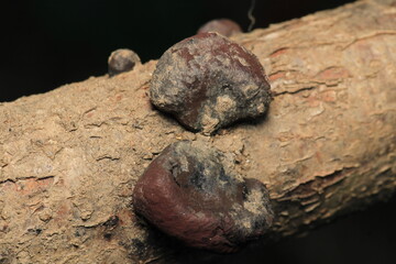 natural tree mushroom macro photo	